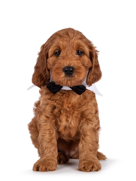 Adorável Cachorrinho Cobberdog Aka Labradoodle Cão Sentado Frente Para Frente — Fotografia de Stock