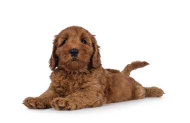 Sevimli Cobberdog namı diğer Labradoodle köpeği, fok balığı gibi yan yatıyordu. Doğruca kameraya bakıyor. Beyaz bir arkaplanda izole edilmiş.