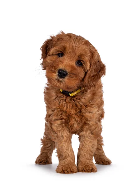 Adorável Cachorro Cobberdog Aka Labradoodle Cão Frente Para Frente Olhando — Fotografia de Stock