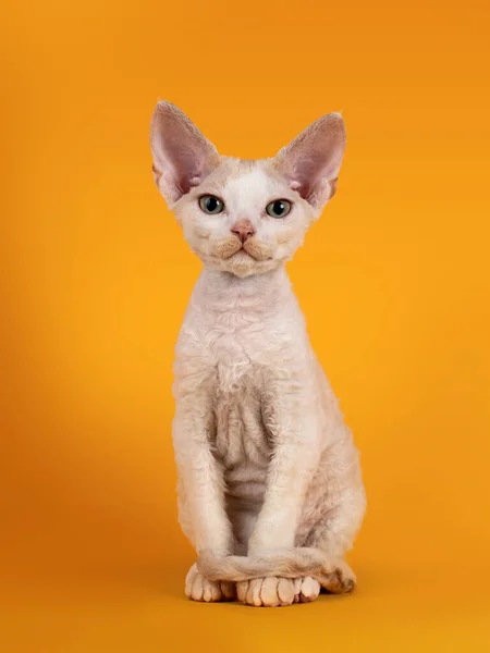 Tonkinese Devon Rex Gato Gatinho Sentado Frente Wit Cauda Envolto — Fotografia de Stock