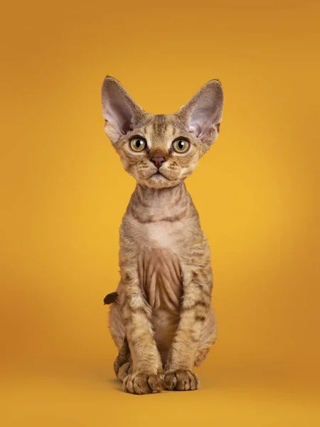 Quente Marrom Tabby Devon Rex Gato Gatinho Sentado Frente Para — Fotografia de Stock