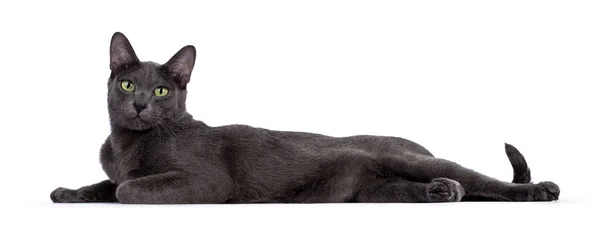 Male Korat Cat Laying Side Ways Looking Camera Green Eyes — Stock Photo, Image