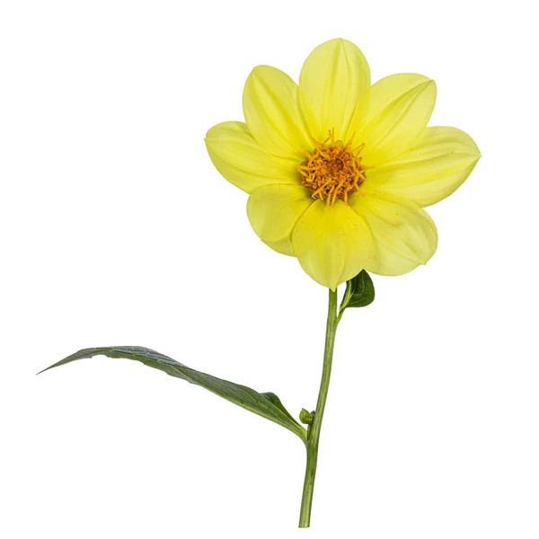 Side View Single Yellow Dahlia Flower Head Stem Leaf Isolated — Stock Photo, Image