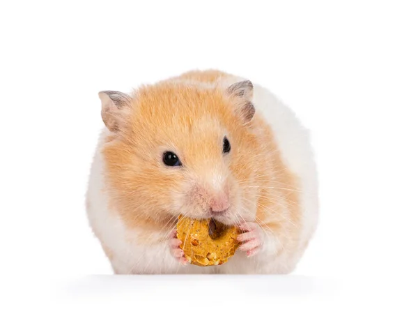 Adulto Hamster Dourado Sentado Frente Para Frente Segurando Donut Tratar — Fotografia de Stock