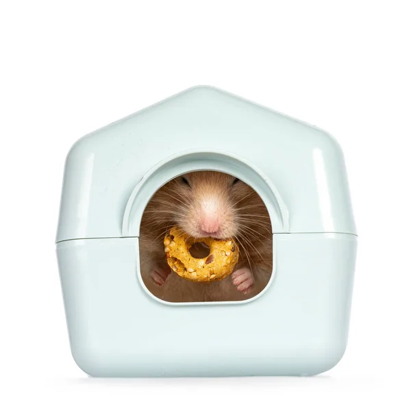 Hamster Doré Adulte Cachant Dans Une Boîte Plastique Bleu Clair — Photo