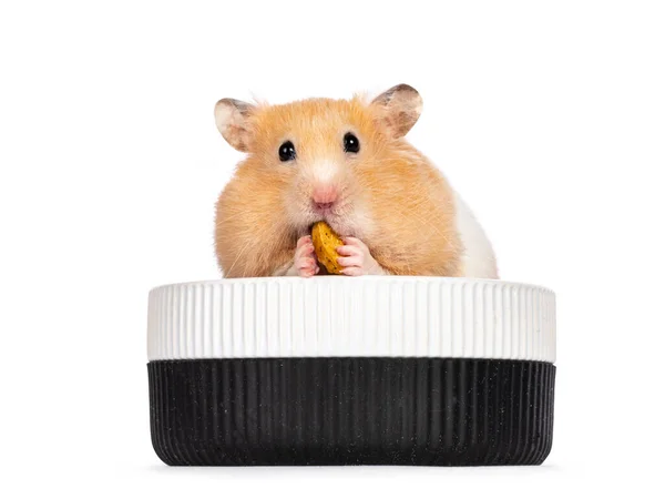Adulto Hamster Dourado Sentado Frente Para Tigela Comida Cerâmica Comer — Fotografia de Stock