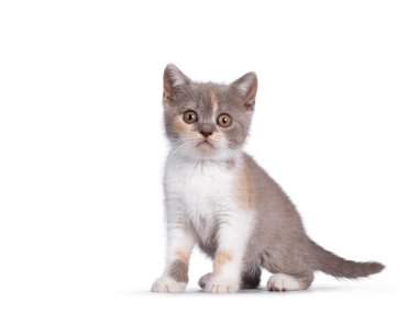 Şirin leylak turşulu İngiliz Shorthair kedi yavrusu, yan yana oturuyor, kameraya bakıyor. beyaz arkaplanda izole.