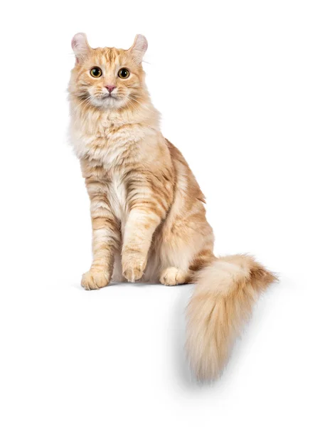 Knappe Jonge Volwassen American Curl Longhair Kat Rechtop Zittend Met — Stockfoto