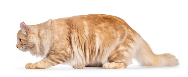 Schöne Junge Erwachsene American Curl Langhaar Katze Die Seitlich Geht — Stockfoto