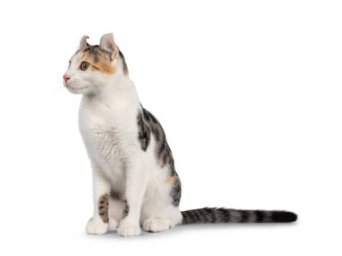 Şaşırtıcı benekli Amerikan Curl Shorthair kedisi yan yana oturuyor. Kıvrık kulaklarını göstererek başını kameraya çevirmiş. Beyaz bir arkaplanda izole edilmiş.