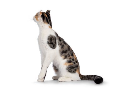 Şaşırtıcı benekli Amerikan Curl Shorthair kedisi yan yana oturuyor. Kıvrık kulaklarını göstererek başını kameraya çevirmiş. Beyaz bir arkaplanda izole edilmiş.