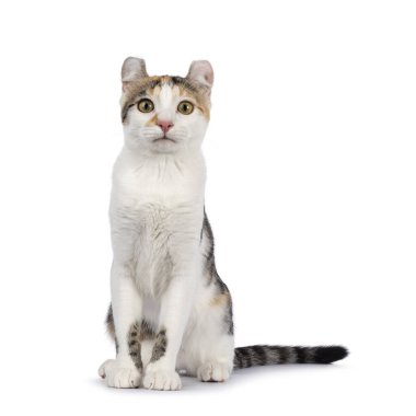 Şaşırtıcı benekli Amerikan Curl Shorthair kedisi, önde oturuyor. Doğrudan kameraya bakıyorum. Beyaz bir arkaplanda izole edilmiş.