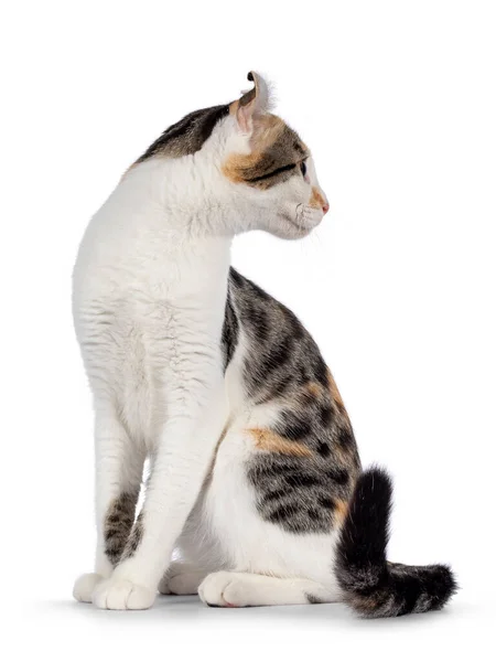 Удивительный Пятнистый Рисунок Американская Короткошерстная Кошка Сидя Стороны Голова Отвернулась — стоковое фото
