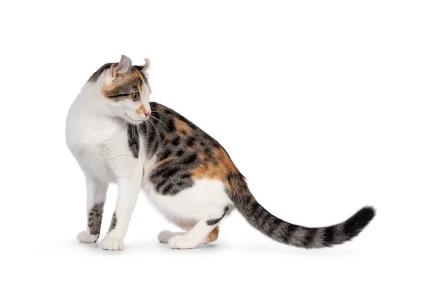 アメリカン カール ショートヘアの猫が立ち並んでいます 頭をカメラから後方に耳をカールを示すオフにします 白い背景に隔離された — ストック写真