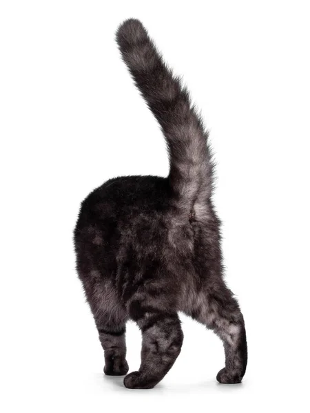 Cute Black Smoke British Shorthair Cat Walking Away Camera Showing — Stockfoto