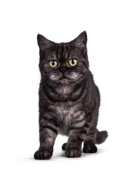 Cute Black Smoke British Shorthair Cat Standing Facing Front Looking — Stock Photo, Image