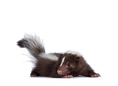 Beyaz çizgili bebek kokarcası olan sevimli kahverengi, yan yana duran. Kameraya doğru bakıyorum. Beyaz bir arka planda izole edilmiş. Kuyruk yukarı.