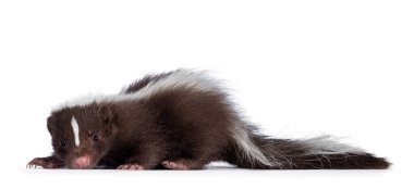 Beyaz çizgili bebek kokarcası olan sevimli kahverengi, yan yana duran. Kameraya doğru bakıyorum. Beyaz bir arkaplanda izole edilmiş.