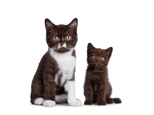 Niedlich Braun Und Braun Mit Weißen Britisch Kurzhaar Katzenbabys Die — Stockfoto