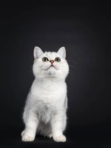 Schattig Zilver Gearceerde Britse Stenografisch Kat Poesje Zit Naar Voren — Stockfoto