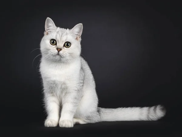 Cute Srebrne Zacienione British Shorthair Kot Kotek Siedzi Boczne Drogi — Zdjęcie stockowe