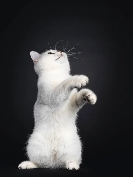 Симпатичный Серебристый Затененный Британский Короткошерстный Котенок Стоящий Игриво Задних Лапах — стоковое фото