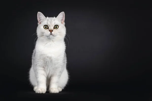 Cute Srebrne Zacienione British Shorthair Kotek Siedzi Twarzą Przodu Patrzę — Zdjęcie stockowe
