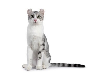 Beyaz Amerikan Kıvırcık Kıvırcık Kedisi 'nin önde oturduğu inanılmaz gümüş lekeler. Başını kameraya doğru çevir. Beyaz bir arkaplanda izole edilmiş.