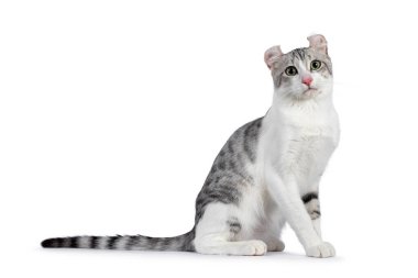 Beyaz Amerikan Kıvırcık Kıvırcık Kedisi 'yle muhteşem gümüş lekeler, yan yana oturuyorlar. Başını kameraya doğru çevir. Beyaz bir arkaplanda izole edilmiş.