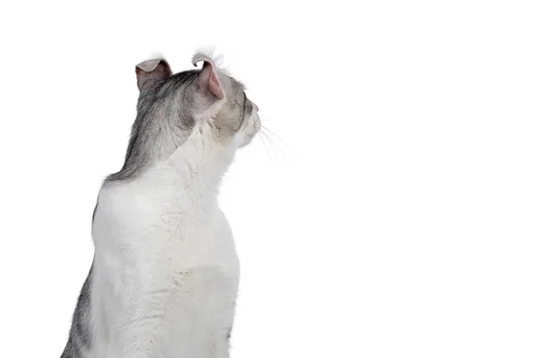 Verbazingwekkend Zilver Gespot Met Witte Amerikaanse Krul Stenografisch Kat Kat — Stockfoto