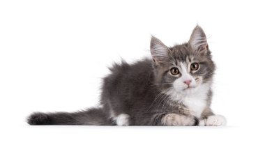 Maine Coon polidactyl kedi yavrusu yan yana yatıyor. Doğrudan kameraya bakıyorum. Beyaz bir arkaplanda izole edilmiş