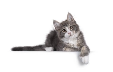 Maine Coon polidactyl kedi yavrusu yan yana uzanmış, pençeleri kenarda. Doğrudan kameraya bakıyorum. Beyaz bir arkaplanda izole edilmiş