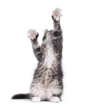 Maine Coon polidactyl kedi yavrusu arka ayakları üzerinde oturuyor, ön pençeleri bir şeye uzanıyor gibi. Kameradan uzağa bakıyor. Beyaz bir arkaplanda izole edilmiş