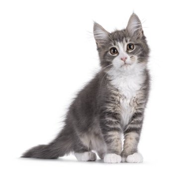 Maine Coon polidactyl kedi yavrusu yan yana duruyor. Kameraya doğru bakıyorum. Beyaz bir arkaplanda izole edilmiş