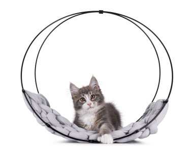 Maine Coon polidactyl kedi yavrusu yuvarlak metal sepetin içinde yatıyor. Doğrudan kameraya bakıyorum. Beyaz bir arkaplanda izole edilmiş