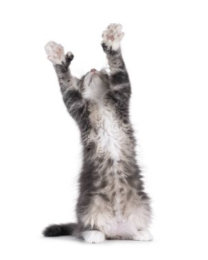 Maine Coon polidactyl kedi yavrusu arka ayakları üzerinde oturuyor, ön pençeleri bir şeye uzanıyor gibi. Kameradan uzağa bakıyor. Beyaz bir arkaplanda izole edilmiş