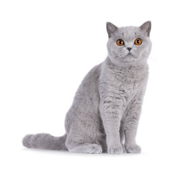 Beautiful British Shorthair cat sitting up side ways. Looking straight to camera. Isolated on a white background