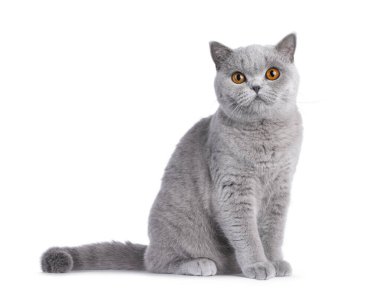 Beautiful British Shorthair cat sitting up side ways. Looking straight to camera. Isolated on a white background