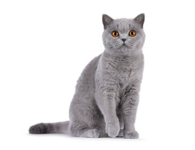 Beautiful British Shorthair cat sitting up side ways. Looking straight to camera, with paw slightly lifted. Isolated on a white background
