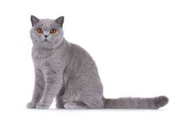 Beautiful British Shorthair cat sitting up side ways, showing tail. Looking straight to camera. Isolated on a white background