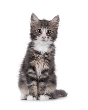 Mavi tekir kuşu kedi yavrusu önde oturuyor. Doğrudan kameraya bakıyorum. Beyaz bir arkaplanda izole edilmiş