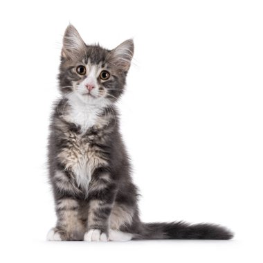 Mavi tekir kuşu kedi yavrusu önde oturuyor. Kameraya doğru bakıyorum. Beyaz bir arkaplanda izole edilmiş