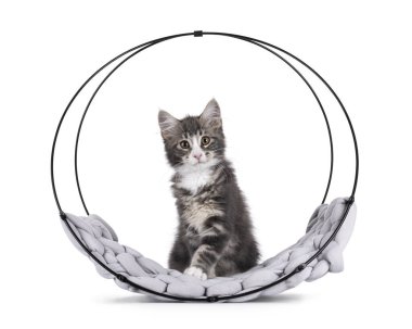 Mavi tekir kuşu kedi kedi, yuvarlak metal sepetin içinde oturuyor. Doğrudan kameraya bakıyorum. Beyaz bir arkaplanda izole edilmiş