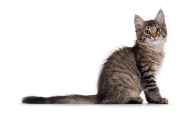 Maine Rakun kedi yavrusu yan yana oturup uzun kuyruğunu gösteriyor. Doğrudan kameraya bakıyorum. Beyaz arkaplanda izole