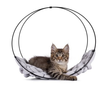 Maine Rakunu kedi yavrusu metal bir sepetin içinde yan yana yatıyor. Doğrudan kameraya bakıyorum. Beyaz arkaplanda izole