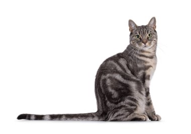 Blue blotched European Shorthair cat sitting up side ways, showing long tail. Looking straight to camera. Isolated on a white background