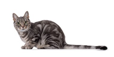 Blue blotched European Shorthair cat laying down side ways, showing long tail. Looking straight to camera. Isolated on a white background