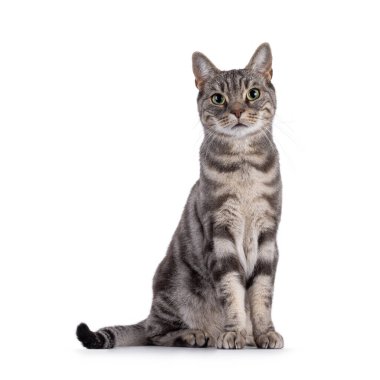 Blue blotched European Shorthair cat sitting up facing front. Looking straight to camera. Isolated on a white background