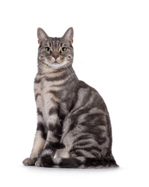 Blue blotched European Shorthair cat sitting up side ways. Looking straight to camera. Isolated on a white background