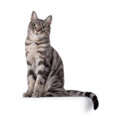 Blue blotched European Shorthair cat sitting up side ways, with tail slightly over edge. Looking towards camera. Isolated on a white background